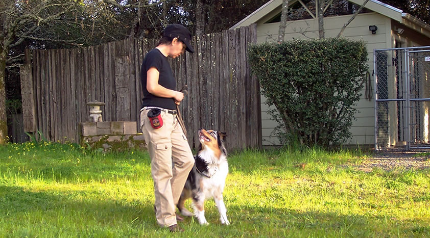 Go Dog Go 3 Week Board and Train - Olga Browning working with Luna